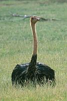 駝鳥 (ostrich)