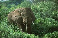 非洲大象 (African elephant)