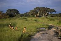 Tanzania（坦桑尼亞 / 坦尚尼亞）：Tarangire National Park