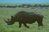 黑犀牛 (Ngorongoro Conservation Area)