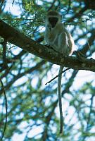 Vervet monkey (Tarangire N.P.)