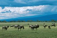 (Ngorongoro Conservation Area)