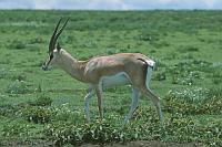 (Serengeti National Park)