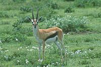 Thomson's Gazelle (Serengeti N.P.)