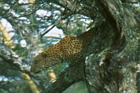 豹 (Serengeti N.P.)