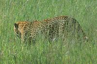 豹 (Serengeti N.P.)