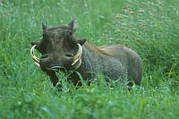 疣豬 (Serengeti N.P.)