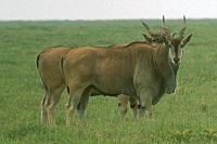 (Serengeti National Park)