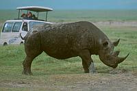 黑犀牛 (Ngorongoro Conservation Area)