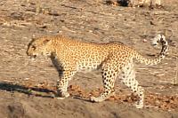 豹 (Chobe N.P.)