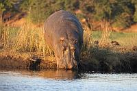 (Chobe National Park)