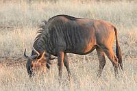 (Kruger National Park)