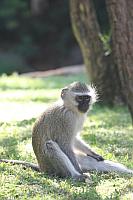 Vervet monkey (Sun City)