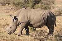白犀牛 (Pilanesberg Game Reserve)