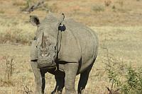 白犀牛 (Pilanesberg Game Reserve)