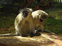 Vervet monkey (Sun City)