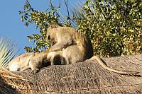Vervet monkey (Waterfront Lodge, Livingstone)