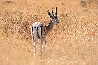 Thomson's Gazelle (Nechisar N.P.)