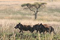 疣豬 (Senkele Swayne's Hartebeest Sanctuary)