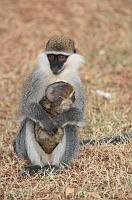 Vervet monkey (Awasa)