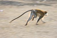 Vervet monkey (Awasa)