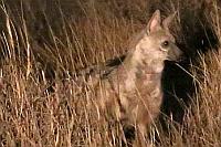 Aardwolf (土狼) (Etosha N.P.)