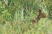 Bushbuck (藪羚) (Arusha N.P., Tanzania)