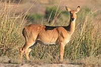 Red Lechwe (紅驢羚) (Chobe N.P., Botswana)
