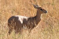 Steenbok (小岩羚) (Pilanesberg N.P., 南非)