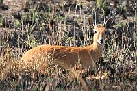 Oribi (侏羚) (Senkele Swayne's Hartebeest Sanctuary, Ethiopia)