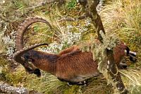 Walia ibex (西敏羱羊) (Simien N.P., Ethiopia)