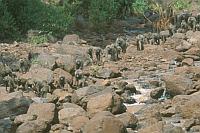 東非狒狒 (Lake Manyara N.P.)
