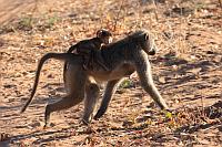 大狒狒 (Chobe National Park)