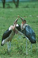 Marabou stork（非洲禿鸛）