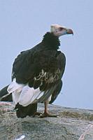 Lappet-faced vulture（肉垂禿鷹）