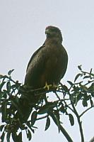 Tawny eagle（草原鵰）
