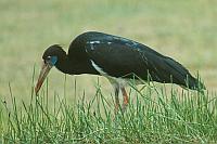Abdim's Stork（暗羽鸛）