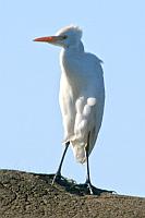 Great white egret（大白鷺）