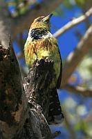 Crested barbet（南非擬啄木）