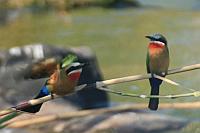 White-fronted bee-eater（白額蜂虎）