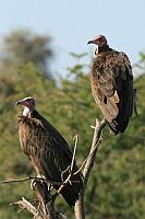 White-headed vulture（白頭禿鷹）