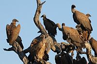 African White-backed Vulture（非洲白背兀鷲）