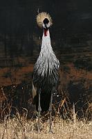 Crowned crane（冠鶴）