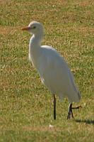 Cattle egret（牛背鷺）