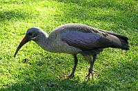 Hadada ibis（噪鹮）