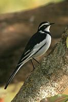 African Pied Wagtail（非洲花鶺鴒）