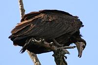 White-headed vulture（白頭禿鷹）