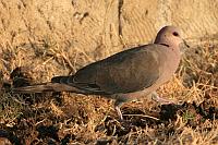 African Mourning Dove（哀斑鳩 / 灰頭斑鳩）