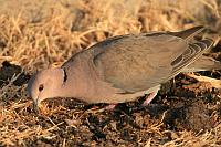 African Mourning Dove（哀斑鳩 / 灰頭斑鳩）
