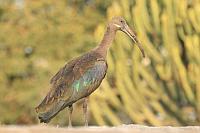 Hadada ibis（噪鹮）